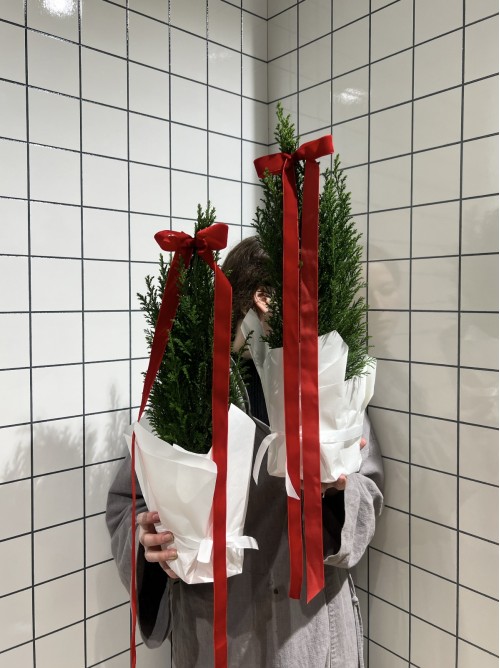 Живая ель в грунте