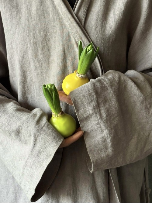 Луковичка гиацинта в воске