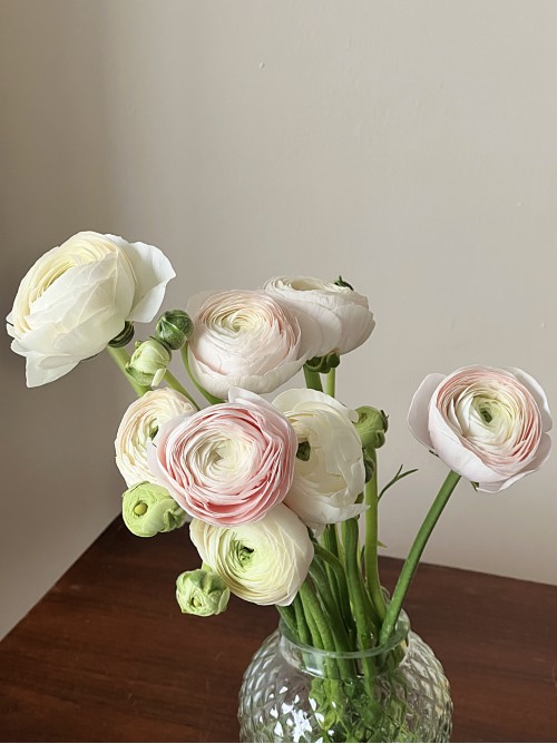 Кремовые ранункулюсы (букет в вазу)